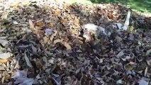 Une chienne va chercher la balle dans un tas de feuilles