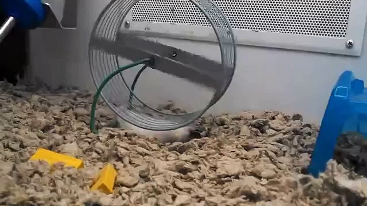 Un hamster fait de la roue sur le dos