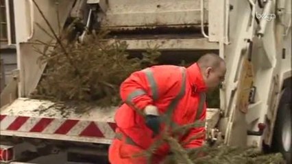 Le ramassage des sapins a débuté cette semaine