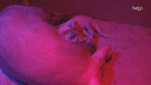 Le zoo d'Anvers accueille un petit cochon de terre