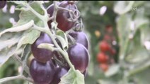 La tomate noire débarque bientôt dans nos assiettes!