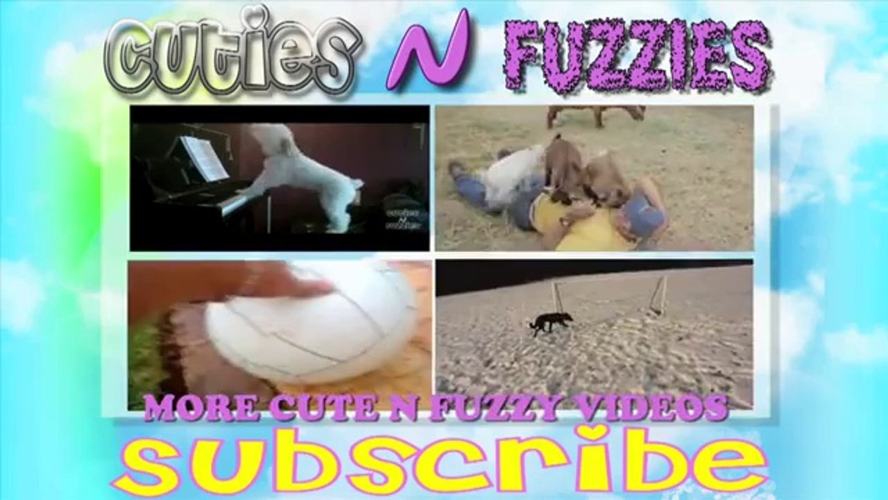 Des baigneurs brésiliens sauvent des dauphins