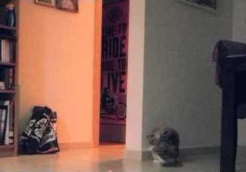 Cat Jumps With Laser Beam
