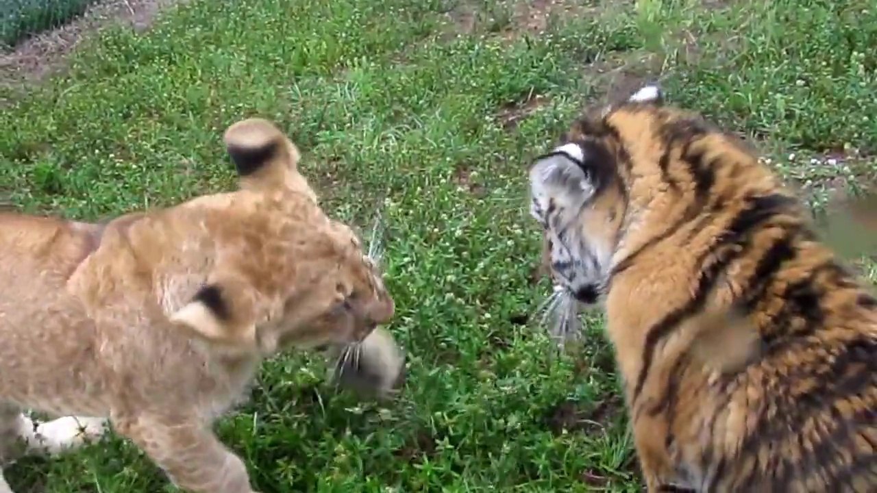 Baby Lion & Tiger playing