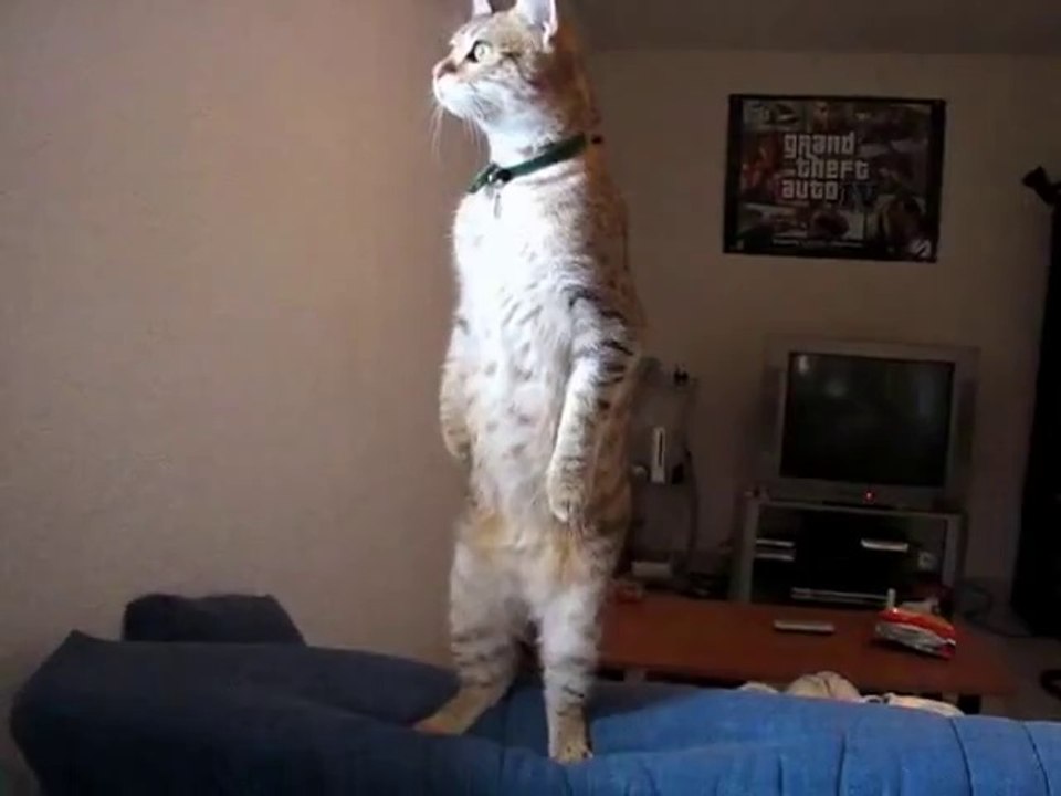 Le chat mirador