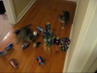 Le chat qui joue au bowling