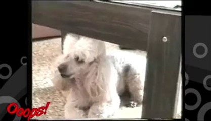 Funny Animals Best Fail Compilations 18 - Video Dailymotion