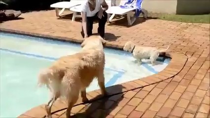 Older Dog Teaches Puppy New Swimming Tricks - Video Dailymotion