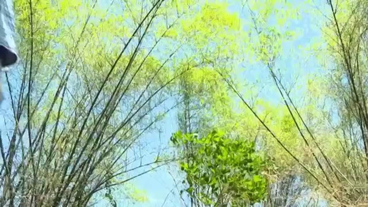Những Ca Khúc Hay Nhất Của BÙI LÊ MẬN