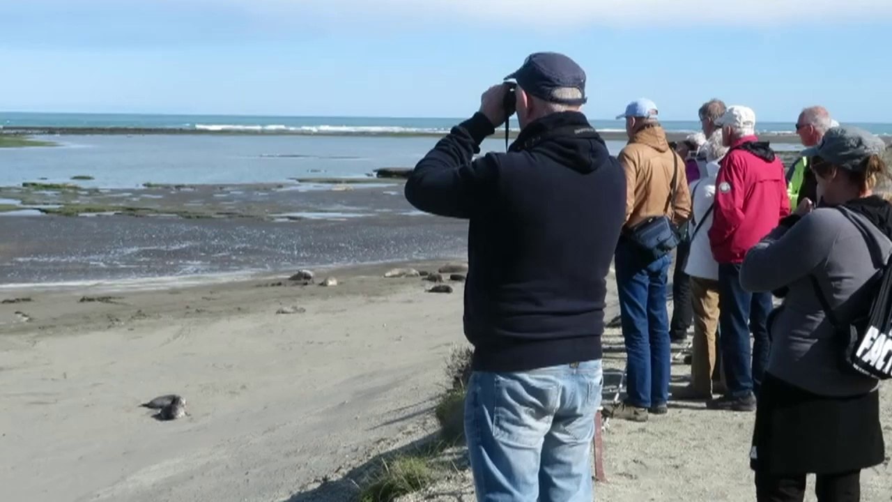 Patagonie argentine: les éléphants de mer veillent sur leur clan