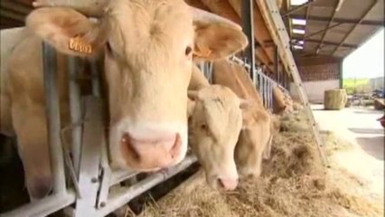 Les émissions de méthane des ruminants mesurées grâce à des chercheurs belges