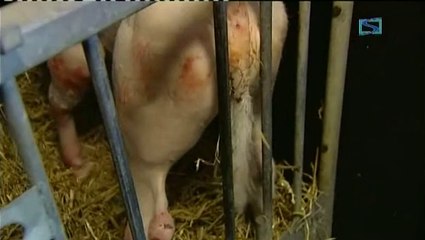 Un veau naît sans poils à Liberchies