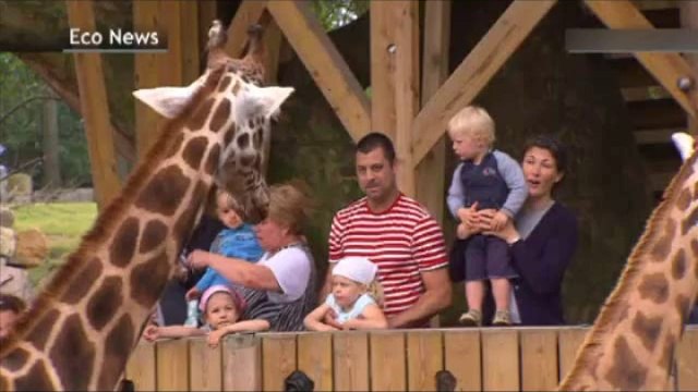 Les pandas de Pairi Daiza coûtent cher