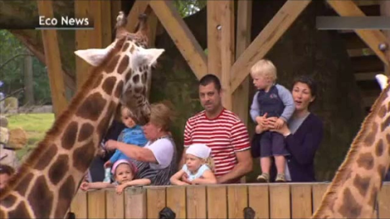 Les pandas de Pairi Daiza coûtent cher