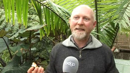 Une forêt tropicale au coeur de la Belgique!