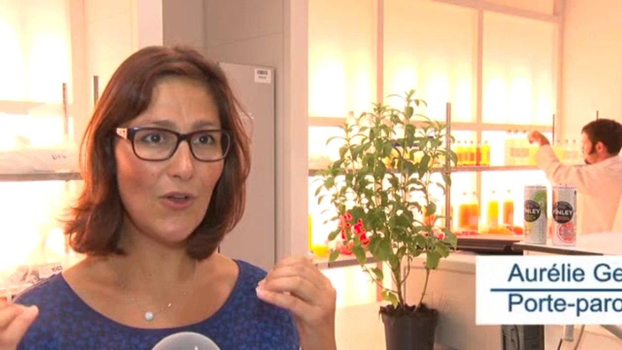 Finley, la nouvelle marque de boissons fruitées lancée par Coca-Cola