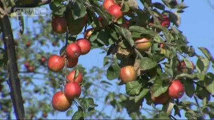 Mobipresse presse vos pommes