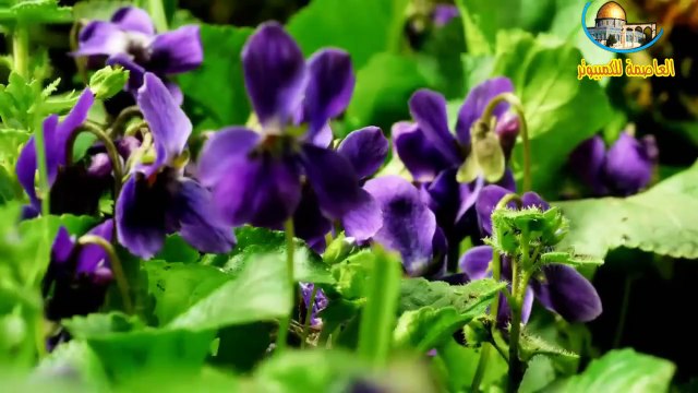 سبحان الله الخالق العظيم - جمال الورود وصوت العصافير