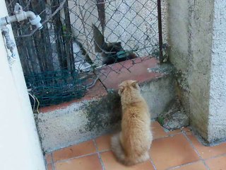 Miou défend son territoire