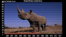 Namibia To Remove Rhinos’ Horns In Hopes Of Deterring Poachers