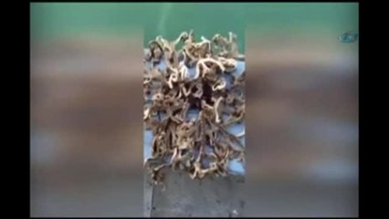 Balıkçının Ağına 100 Kollu Yaratık Takıldı