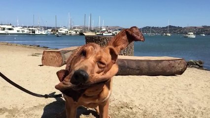 iPhone 6 chien qui se secoue au ralenti