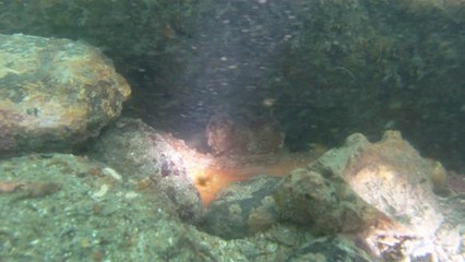 Polvo gigante, Praias, Mares, Apneia, Natureza Marinha, Ubatuba, SP, Brasil, Marcelo Ambrogi, (61)