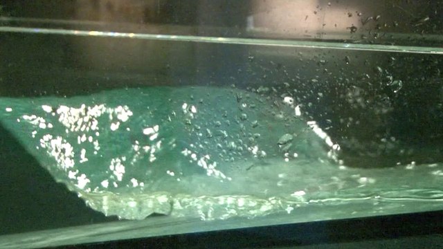 Déferlement - Muséum d'histoire naturelle du Havre