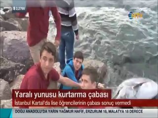 İstanbul sahilinde lise öğrencileri yaralı Yunusu kurtarmak için uğraştı
