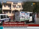 Bursa'da öğrencilere saldıran Pitbull'u polisler böyle gözaltına aldı