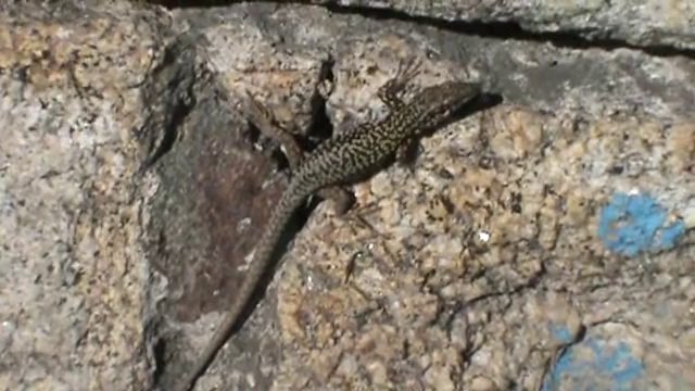 Lézard des murailles Brest Oct