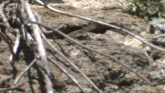 Lézard des murailles Brest Oct