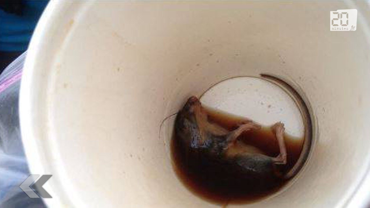 Canada: Il trouve une souris dans son café du McDonald