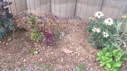 iPhone 6 Plus - Camera Quality Test