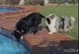Deux chiens font équipe pour récuperer leur balle dans la piscine