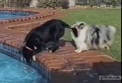 Deux chiens font équipe pour récuperer leur balle dans la piscine