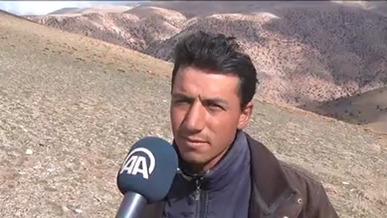 Koyunlar İntihar Etti