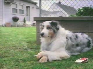 Quelle vie de chien !