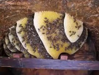 çok güzel arı resimleri