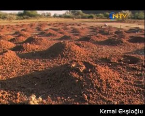 dahosan arıları, afrikada yaşayan çok büyükarılar