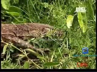 Be The Creature 16th October 2014 Video Watch Online pt1