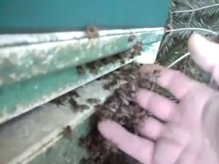 Eliyle arıları kovana koyuyor