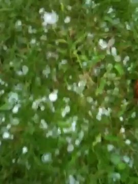 Impressionnants grelons dans le Hainaut ! (2)