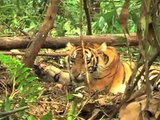 La lente agonie d'un tigre de Sumatra, en Indonésie