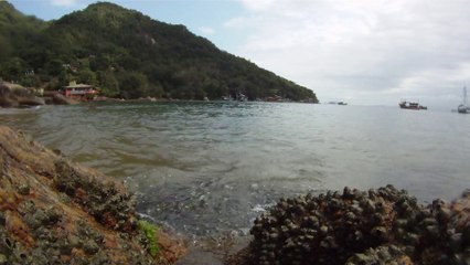 Polvo gigante, Praias, Mares, Apneia, Natureza Marinha, Ubatuba, SP, Brasil, Marcelo Ambrogi, (59)