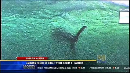 Un requin parmi les surfeurs !