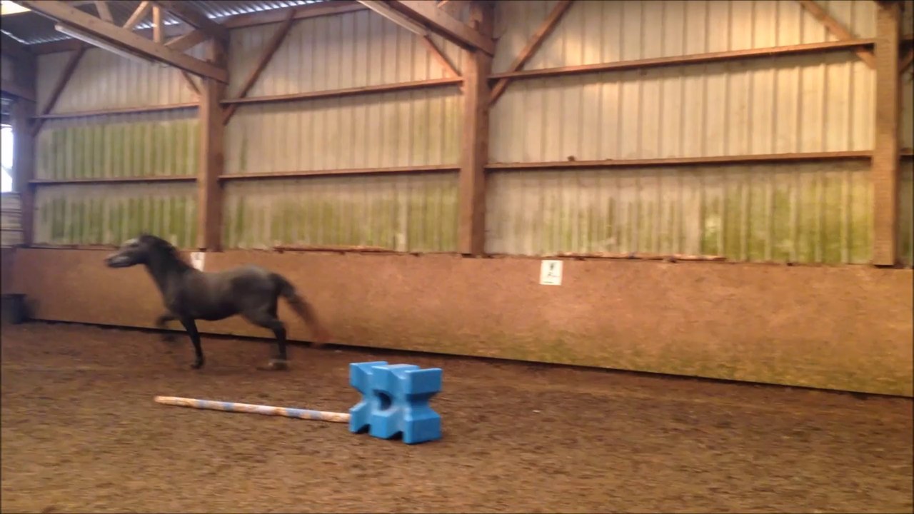 Bad boy Mad - poney à vendre