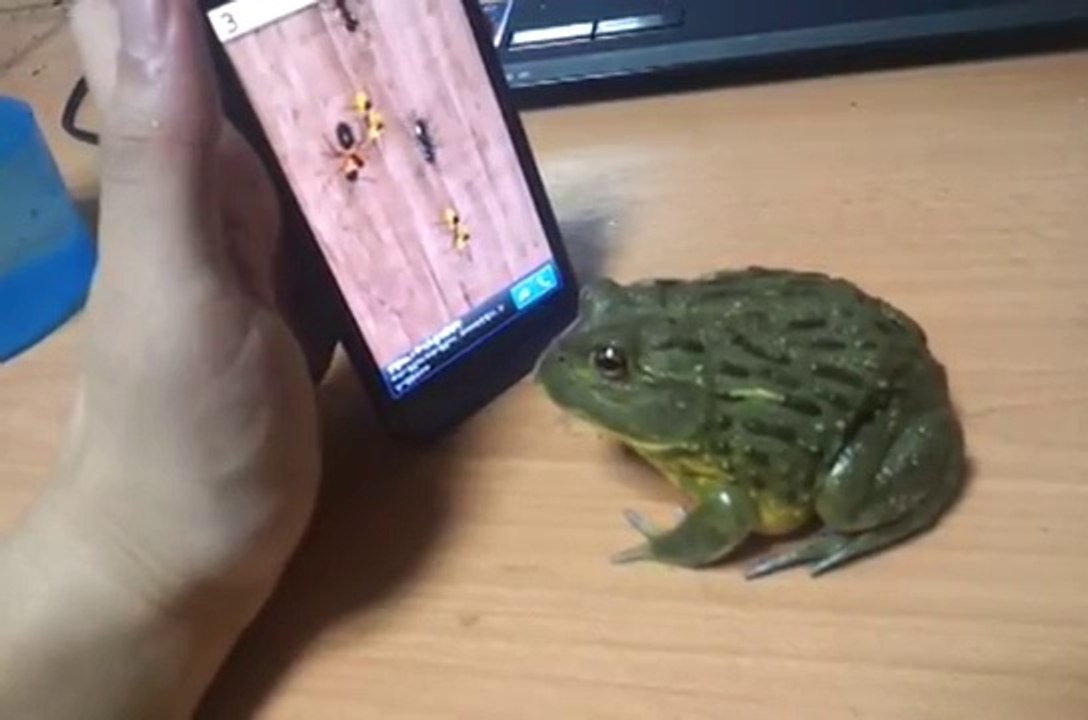 Une grenouille joue avec les fausses fourmis d'un vrai iPhone