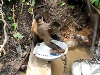 Un singe qui fait la vaiselle !