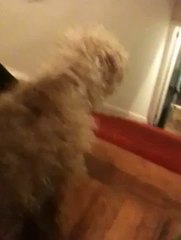 Un chien avec un pantalon de Noël descend les escaliers